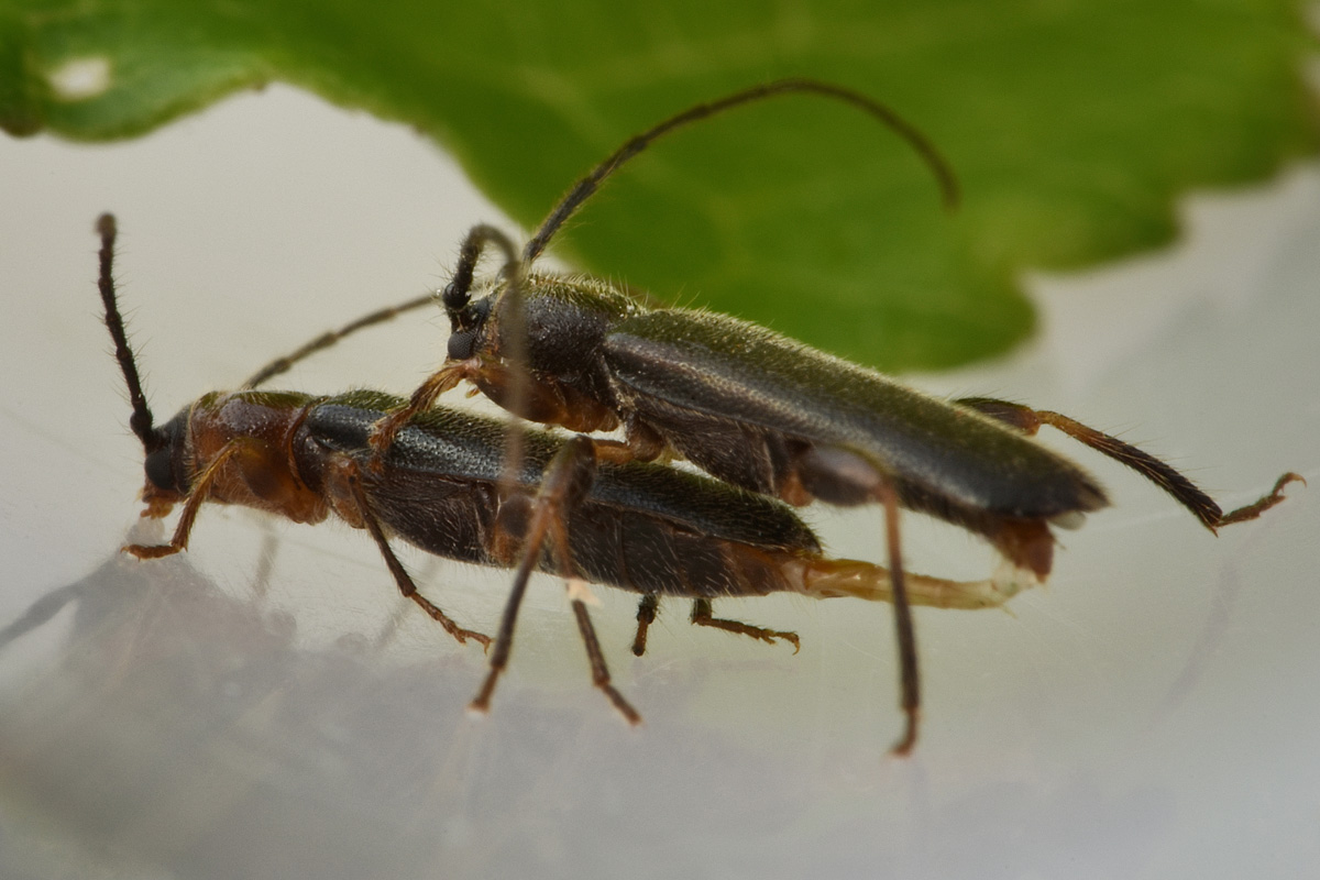 Cerambycidae in accoppiamento:  Poecilium lividum